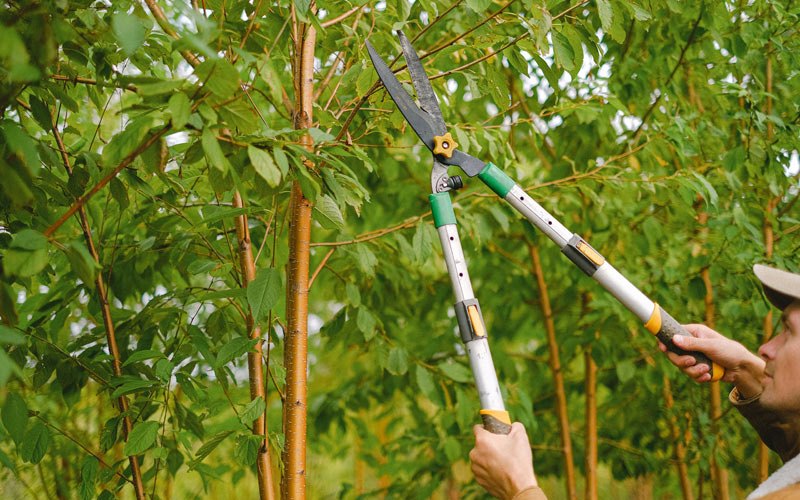 Tree trimming in Deshler, OH
